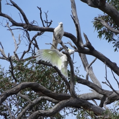 Cacatua galerita (Sulphur-crested Cockatoo) at Mount Mugga Mugga - 16 Sep 2020 by Mike