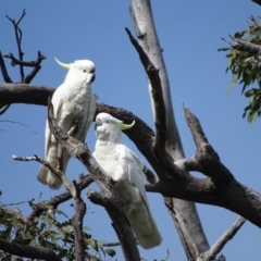 Cacatua galerita at O'Malley, ACT - 17 Sep 2020