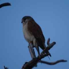 Falco cenchroides at O'Malley, ACT - 15 Sep 2020 05:39 PM