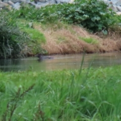 Biziura lobata (Musk Duck) at Fyshwick, ACT - 18 Sep 2020 by RodDeb