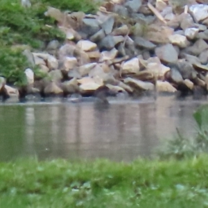 Biziura lobata at Fyshwick Sewerage Treatment Plant - 18 Sep 2020 12:01 PM