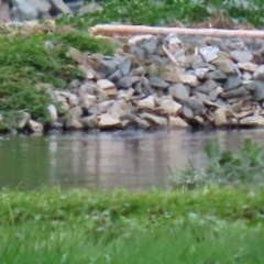 Biziura lobata at Fyshwick Sewerage Treatment Plant - 18 Sep 2020 12:01 PM