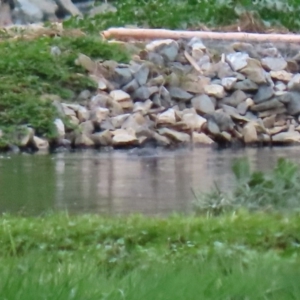 Biziura lobata at Fyshwick Sewerage Treatment Plant - 18 Sep 2020 12:01 PM