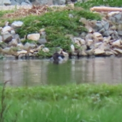 Biziura lobata at Fyshwick Sewerage Treatment Plant - 18 Sep 2020 12:01 PM