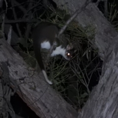 Pseudocheirus peregrinus (Common Ringtail Possum) at Kowen, ACT - 18 Sep 2020 by ArcherCallaway