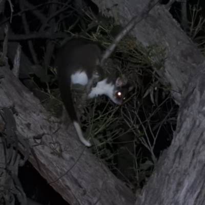 Pseudocheirus peregrinus (Common Ringtail Possum) at Molonglo Gorge - 18 Sep 2020 by RyuCallaway