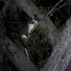 Pseudocheirus peregrinus at Kowen, ACT - 18 Sep 2020 08:25 PM