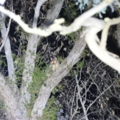 Trichosurus vulpecula (Common Brushtail Possum) at Molonglo Gorge - 18 Sep 2020 by RyuCallaway