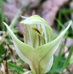Pterostylis curta (Blunt Greenhood) at Wattamolla, NSW - 18 Sep 2020 by WattaWanderer