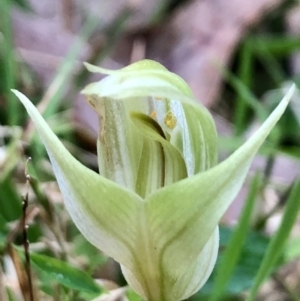 Pterostylis curta at Wattamolla, NSW - suppressed