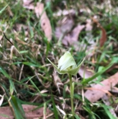 Pterostylis curta at Wattamolla, NSW - suppressed