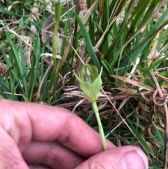 Pterostylis curta at Wattamolla, NSW - suppressed