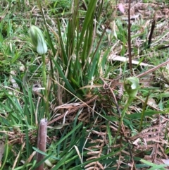 Pterostylis curta at Wattamolla, NSW - suppressed