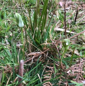 Pterostylis curta at Wattamolla, NSW - suppressed