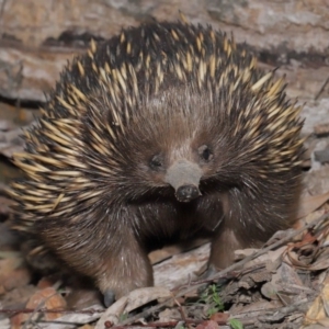 Tachyglossus aculeatus at Downer, ACT - 18 Sep 2020