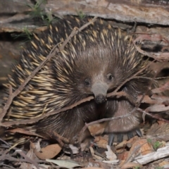 Tachyglossus aculeatus at Downer, ACT - 18 Sep 2020