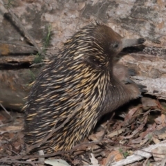 Tachyglossus aculeatus at Downer, ACT - 18 Sep 2020