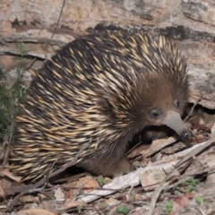 Tachyglossus aculeatus at Downer, ACT - 18 Sep 2020