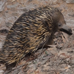 Tachyglossus aculeatus at Downer, ACT - 18 Sep 2020