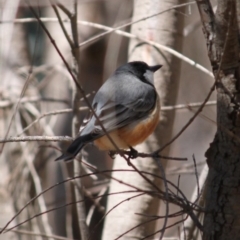 Pachycephala rufiventris (Rufous Whistler) at Albury - 13 Sep 2020 by PaulF