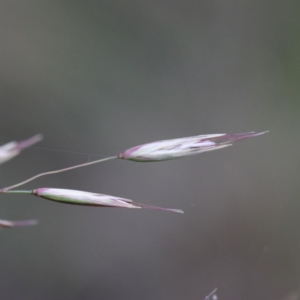 Rytidosperma pallidum at O'Connor, ACT - 18 Sep 2020