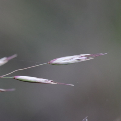 Rytidosperma pallidum (Red-anther Wallaby Grass) at Dryandra St Woodland - 17 Sep 2020 by ConBoekel
