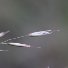 Rytidosperma pallidum (Red-anther Wallaby Grass) at O'Connor, ACT - 17 Sep 2020 by ConBoekel