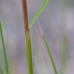 Rytidosperma pallidum at O'Connor, ACT - 18 Sep 2020