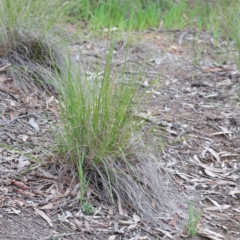 Rytidosperma pallidum at O'Connor, ACT - 18 Sep 2020