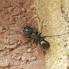 Camponotus nigroaeneus (Sugar ant) at Holt, ACT - 18 Sep 2020 by tpreston
