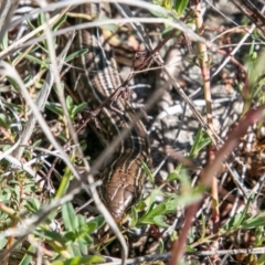 Ctenotus robustus (Robust Striped-skink) at Chapman, ACT - 16 Sep 2020 by SWishart