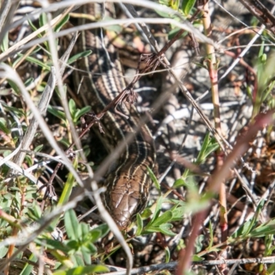 Ctenotus robustus (Robust Striped-skink) at Chapman, ACT - 16 Sep 2020 by SWishart