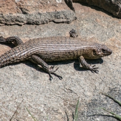 Egernia cunninghami (Cunningham's Skink) at Cooleman Ridge - 16 Sep 2020 by SWishart