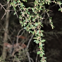 Coprosma quadrifida (Prickly Currant Bush, Native Currant) at Fitzroy Falls - 18 Sep 2020 by plants