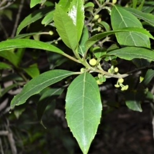 Hedycarya angustifolia at Fitzroy Falls - 19 Sep 2020 01:05 AM