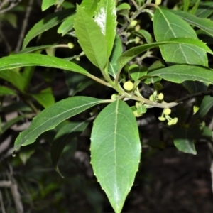 Hedycarya angustifolia at Fitzroy Falls - 19 Sep 2020