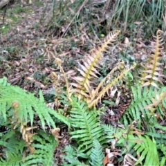 Blechnum cartilagineum (Gristle Fern) at Fitzroy Falls, NSW - 18 Sep 2020 by plants