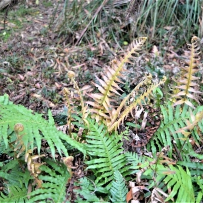 Blechnum cartilagineum (Gristle Fern) at Fitzroy Falls, NSW - 19 Sep 2020 by plants