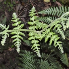 Hypolepis glandulifera (Downy Ground Fern) at Meryla State Forest - 18 Sep 2020 by plants