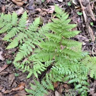 Diplazium australe (Austral Lady Fern) at Meryla State Forest - 19 Sep 2020 by plants