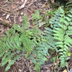 Hypolepis muelleri (Harsh Ground Fern, Swamp Bracken) at Fitzroy Falls - 18 Sep 2020 by plants