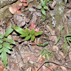 Blechnum ambiguum at Meryla State Forest - 18 Sep 2020 by plants