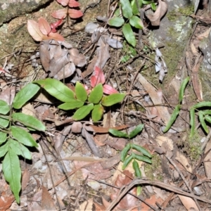 Blechnum ambiguum at Fitzroy Falls - 19 Sep 2020