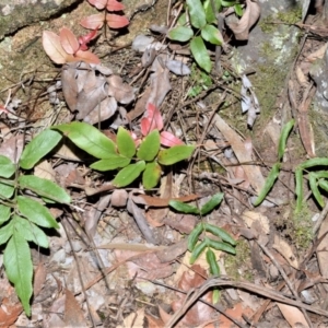 Blechnum ambiguum at Fitzroy Falls - 19 Sep 2020 01:34 AM
