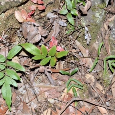 Blechnum ambiguum at Meryla State Forest - 18 Sep 2020 by plants