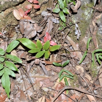 Blechnum ambiguum at Wingecarribee Local Government Area - 18 Sep 2020 by plants