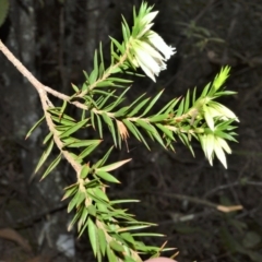 Epacris calvertiana at Fitzroy Falls, NSW - 18 Sep 2020 by plants