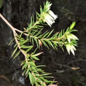 Epacris calvertiana at Fitzroy Falls, NSW - 19 Sep 2020 01:34 AM