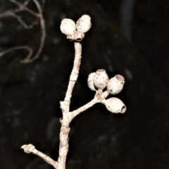 Eucalyptus piperita (Peppermint Stringybark) at Meryla State Forest - 18 Sep 2020 by plants