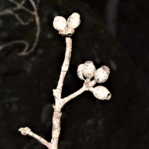 Eucalyptus piperita at Meryla State Forest - 19 Sep 2020 01:38 AM